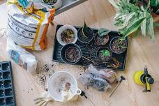 Plant Swap