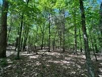 Foraging Hike at Hickory Cove