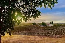 Evening on the Lavender Farm