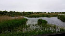 NWT Holme Dunes nature ramble to Holme Marsh