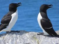 Spring Birding Festival