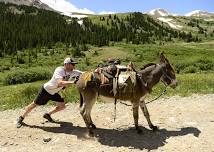 Idaho Springs Pack Burro Race