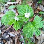 Plant & Mushroom Identification Walk