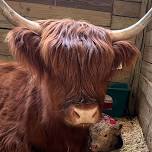 Miniature Highland Cow Experience