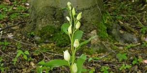 Evening Wildflower Walk - The Spinney