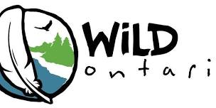 Wild Ontario visits Pittock