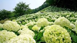 Hydrangea Festival at Wonderful Nature Village | Wonderful Nature Village | Things to do in Tokyo