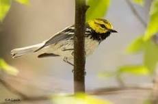 Hemlocks and Birds Educational Hike