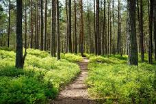 Lady Slipper Walk