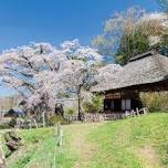 Takamori Kannondo Sakura Festival