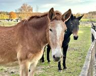 Public Open Day ~ Equine Advocates