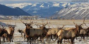 Elk Antler Auction