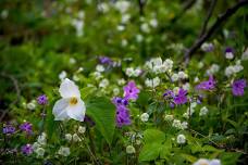 Spring Wellness Walk