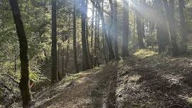 FOREST BATHING AT MOUNT TAMALPAIS STATE PARK