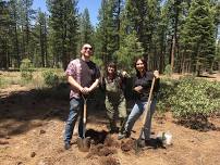 Carnelian Bay Sugar Pine Planting