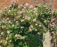 Discover Roses at Chawton House