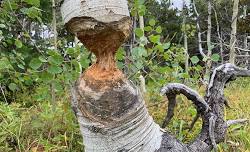 Beavers: Glacier Park’s Habitat Builders | Guided Educational Hike