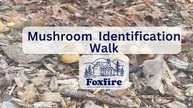 Mushroom Identification Walk