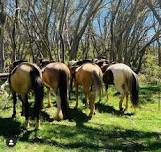 Full day Craig's Hut and Mt Stirling ride  — Hidden Trails by Horseback