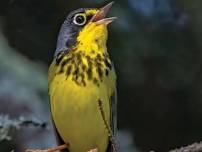 Adirondack foothills birding hike