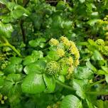 Spring Wild Food Identification and Foraging Foray 15/06/2024