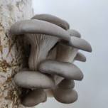 Cultivating Oyster Mushrooms at home with Micheal Butts: May 29th