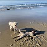 Fun with our Lagotto Beach Party