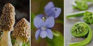 Spring Foraging featuring Melissa