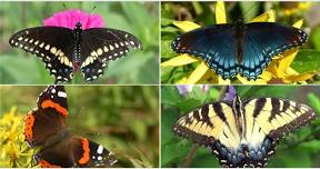 Butterfly Walk at Leonard Preserve