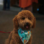 Put-in-Bay Pooch Parade