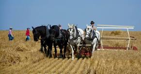 Volunteer for our Harvest – Binding & Stooking at Alberta Carriage Supply