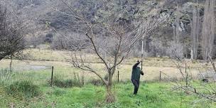 Queenstown Harvest Community Gardens fruit tree pruning workshop