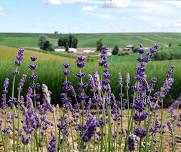 Story Time at Blue Mountain Lavender Farm