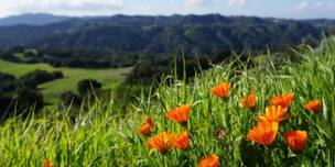 SAMO Trail Runs