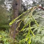 Guided Forest Meditation