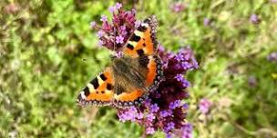 Spring Science - Monitoring Butterflies at Slades Farm