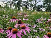 Creating Residential Habitat for Pollinators with Kevin Nolan