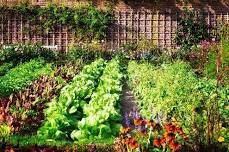 HOW TO WIN AT VEGETABLE GARDENING - 7 SPOTS AVAILABLE