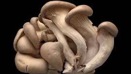 Two Mushroom Workshops (June)