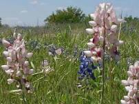 Lake Whitney State Park Hike