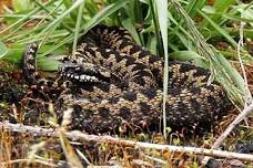 Wildlife walks – Adders-Up