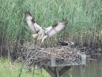 RiverQuest Osprey/Eagle Cruise