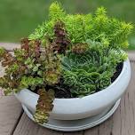 Outdoor Succulent Bowl