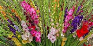 Gladiolus Brilliance | Brenda Dwyer, instructor