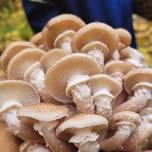 Mushroom Foraging Class with Ariel's Mushroom Co.