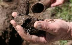 100th Anniversary of Biodynamic Agriculture at Mettabee Farm & Arts