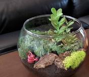 Terrarium Making Night