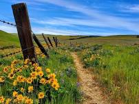 Dalles Mountain Ranch wildflower hike- Plus climbing / rappelling at Horsethief