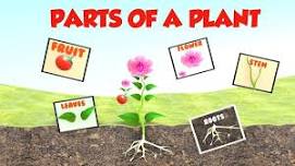 Children's Workshop: Parts of a Plant