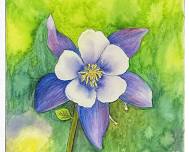 Watercolor Columbine Flower